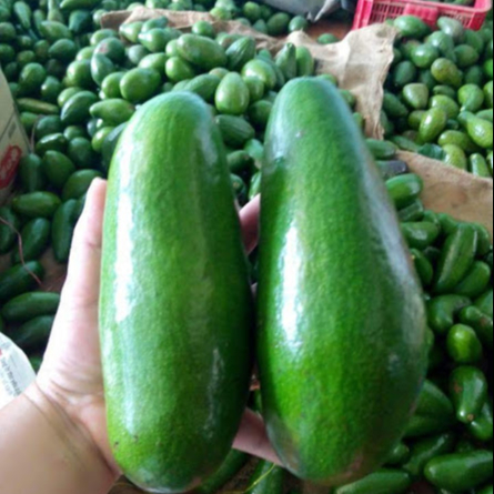 Frozen Avocado Exporter
