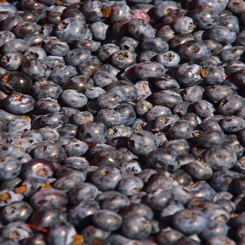 2024 Bulk IQF Frozen Fruit-Fresh Blueberries and Strawberries Type Berries