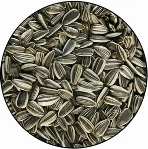 High Quality Sunflower seed for sale