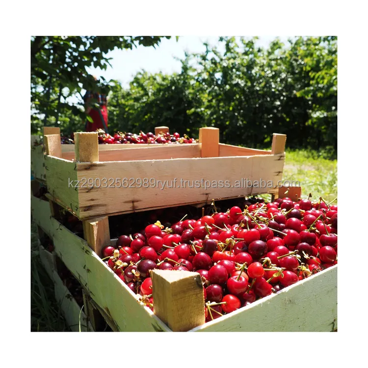Sweet juicy cherry from sunny Kazakhstan tested for nitrates large new crop excellent quality