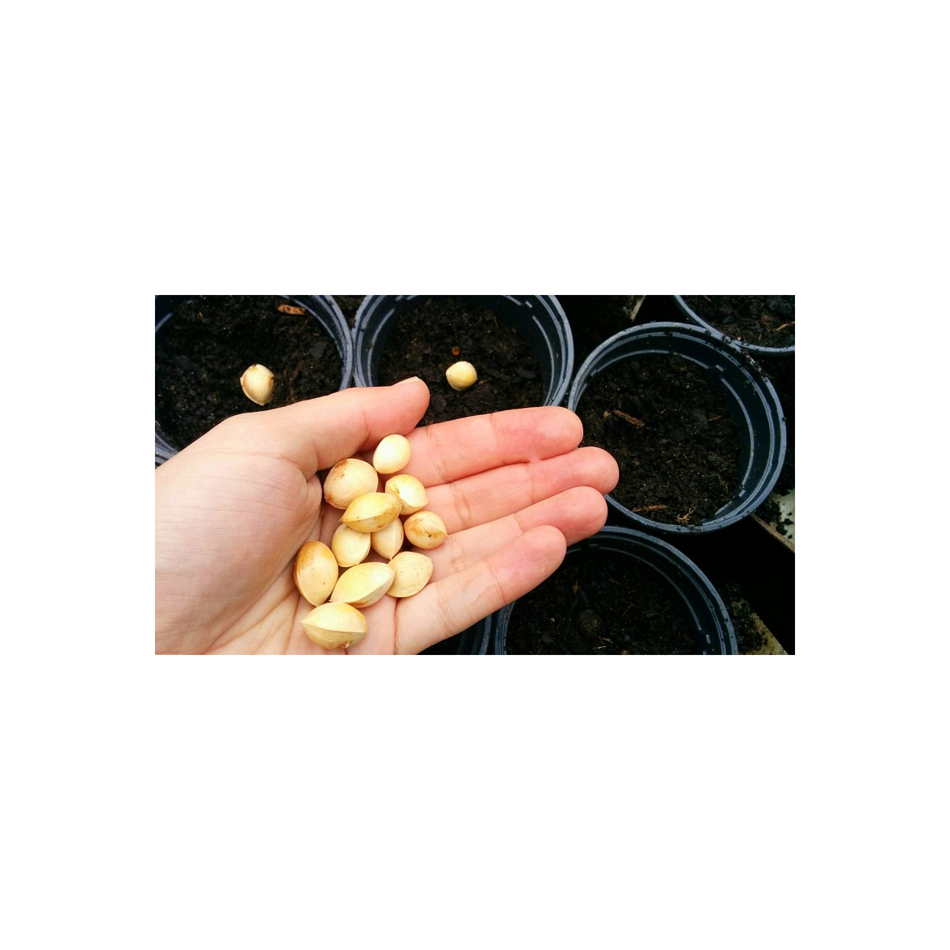 Good Quality Bulk Organic Dried Ginkgo Nuts 100% Pure Premium Quality Ginkgo Nuts