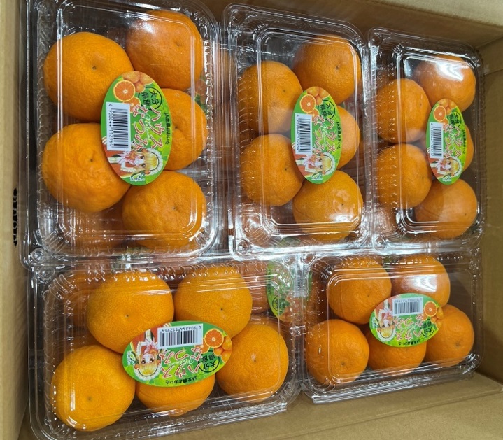 Fresh Japanese Natsumi Citrus Fruit Pack