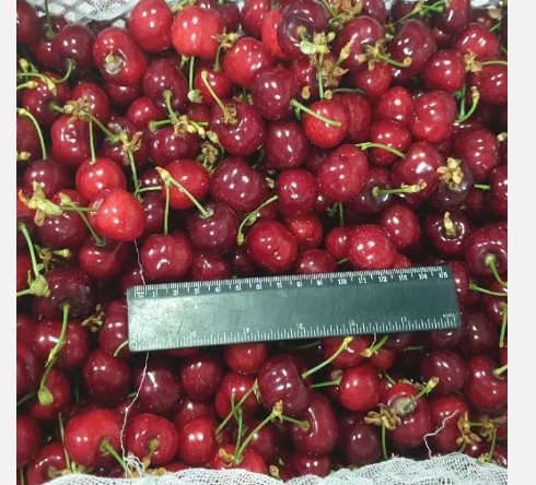 Fresh Cherries on Sale! Limited Time Offer!
