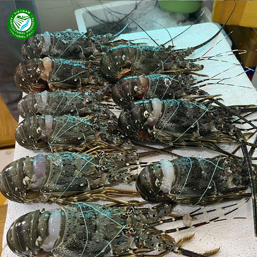 Premium Seafood Fresh and Frozen Lobste - Buy cheap frozen lobster from VietNam