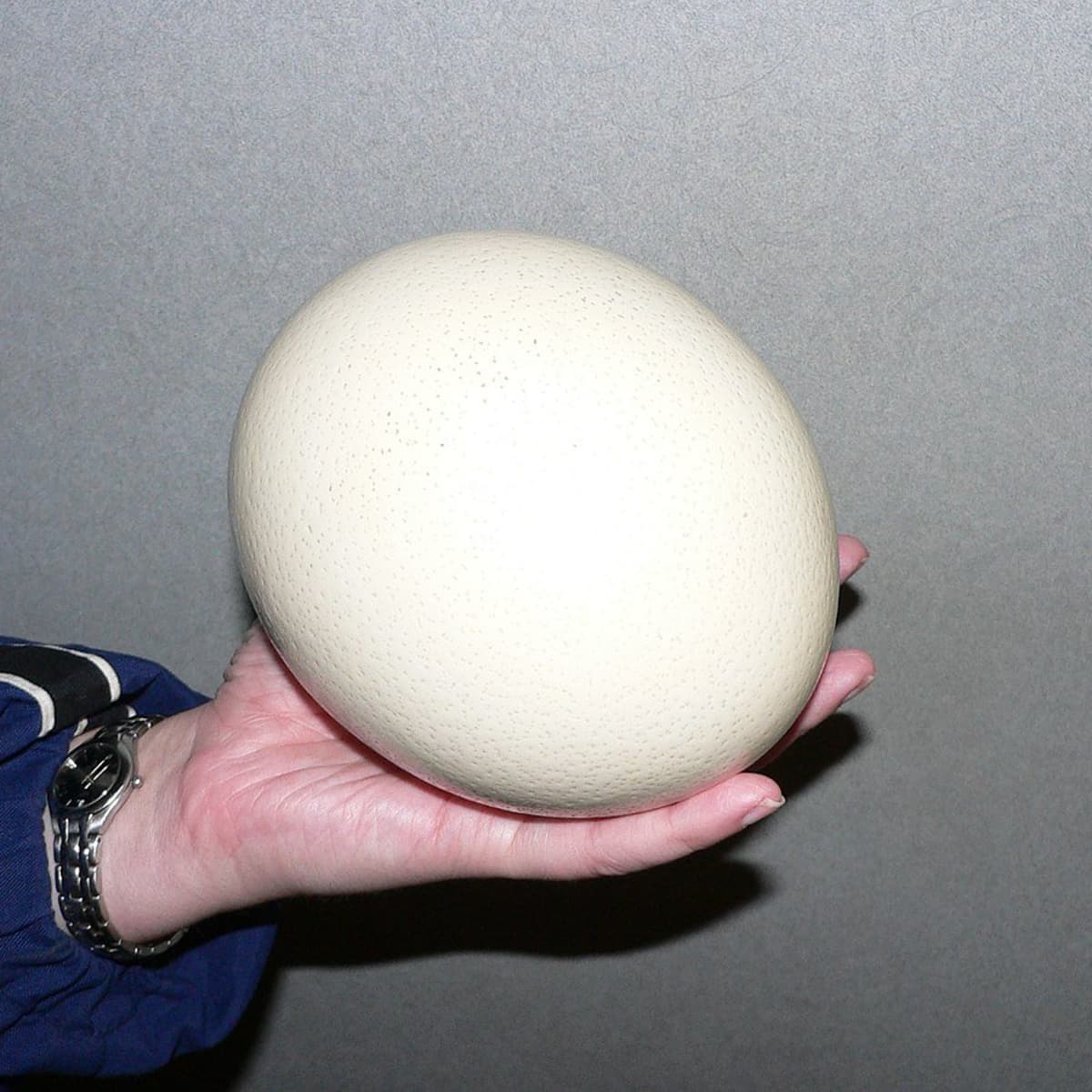 Excellent Fertile Ostrich Eggs and Chicks for Sale