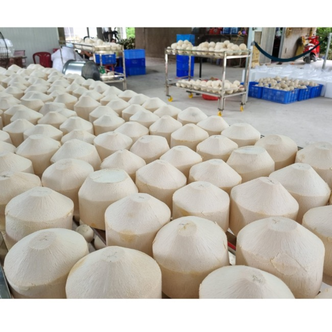 FRESH COCONUT FROM VIETNAM ORGANIC FRESH FRUITS WHOLESALE from Hoang Linh SG Vietnam+84 797 415 298 Sara
