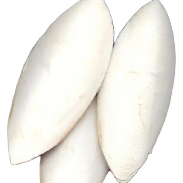 Высококачественная сухая кость каракатицы 100% натуральная кость каракатицы из Бразилии