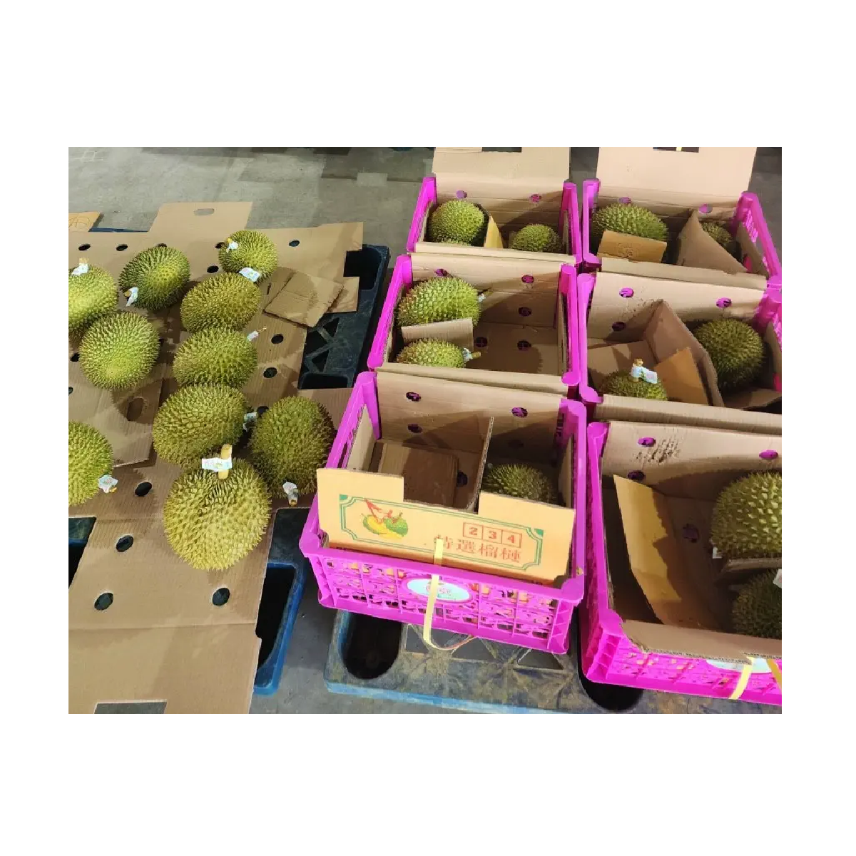 Экспорт фруктов Премиум мякоти IQF процесс Durian Ri6 вкусный натуральный Выращенный обыкновенный замороженный дуриан Вьетнам + 84792840198