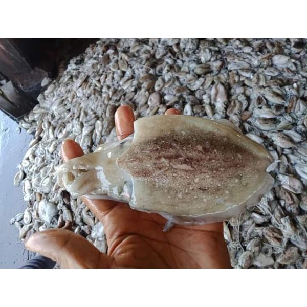 Лучшие морепродукты/замороженная цельная круглая шлема