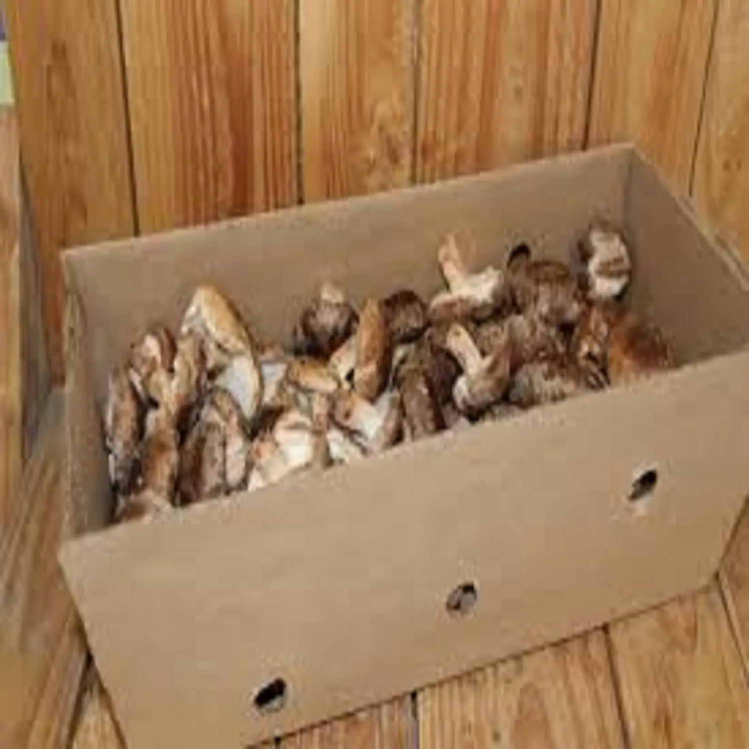 Wholesale Health Dried Magic Mushrooms Fresh Dried Mushrooms