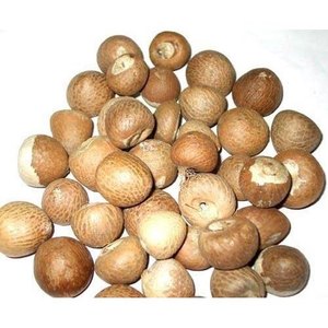 Highly Nutritious Betel Nut Available Online at Wholesale Prices