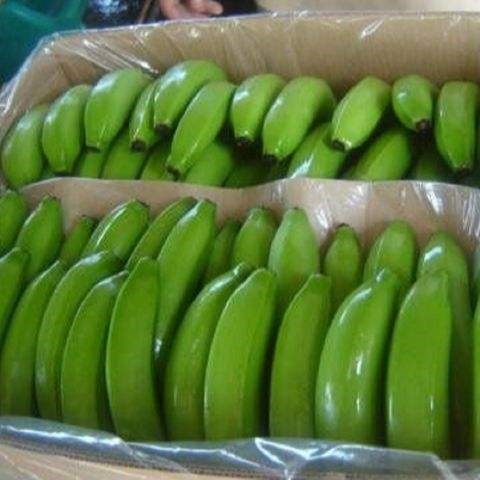 Обычный банан