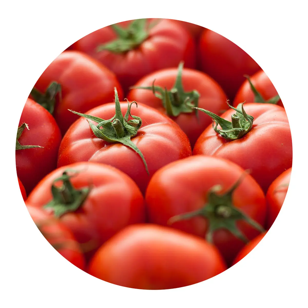 Fresh tomatoes for sale own production farm natural product in bulk