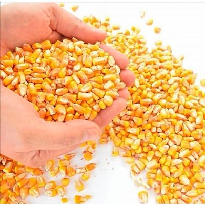 Желтая кукуруза, Лучшая цена, оптовая продажа, Желтая Кукуруза для корма животных, конкурентоспособная цена