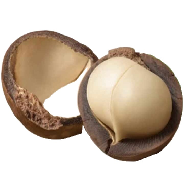 Natural Premium Quality Dried Roasted Macadamia nuts With ISO HACCP Certifications From Turkey