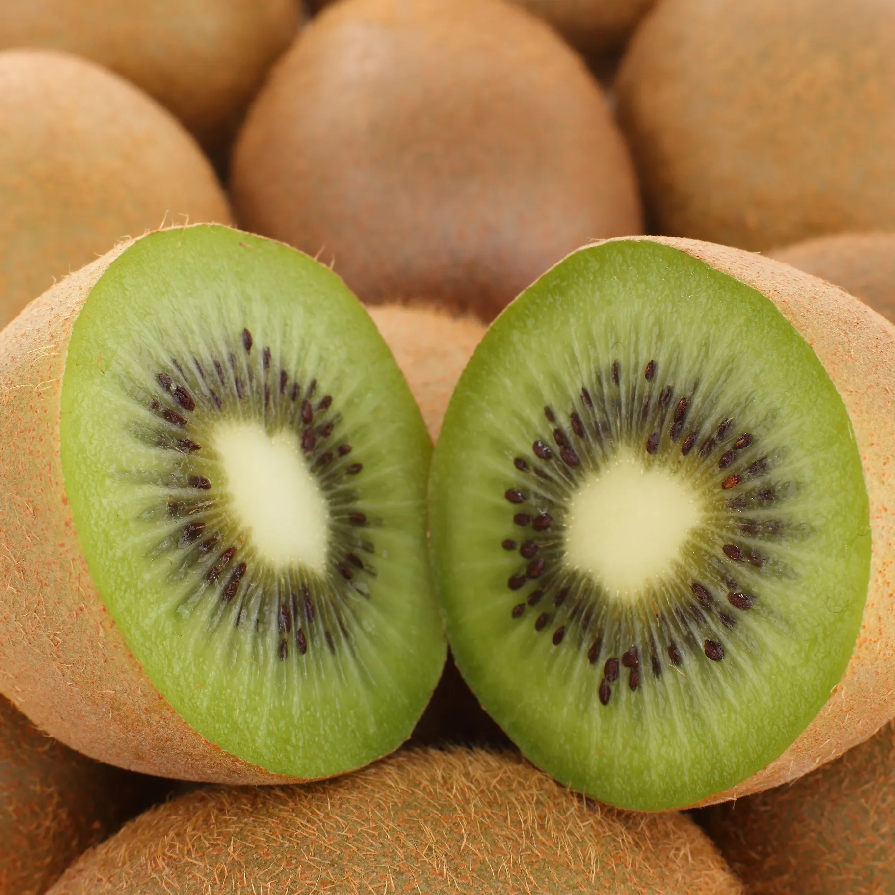 New Crop Good Quality Fresh Kiwi