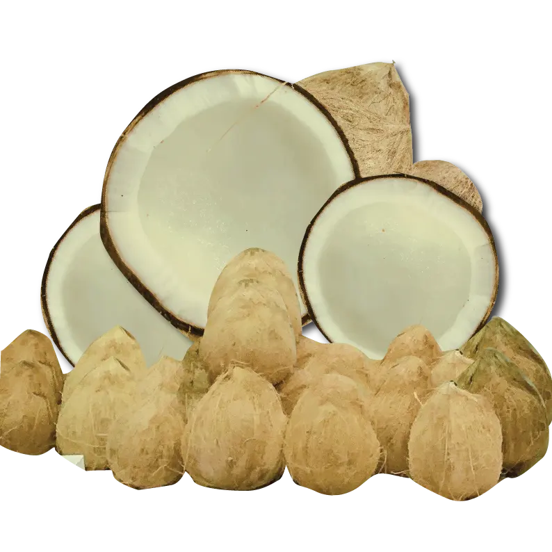 Semi Polished Coconut/ Full husked dried whole coconut PREMIUM Prime Bags Top Tropical Style Packing Board Color Weight
