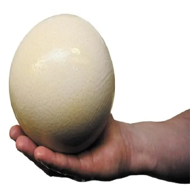 Fertilized Ostrich Eggs,Ostrich Chicks and mature ostrich for sales
