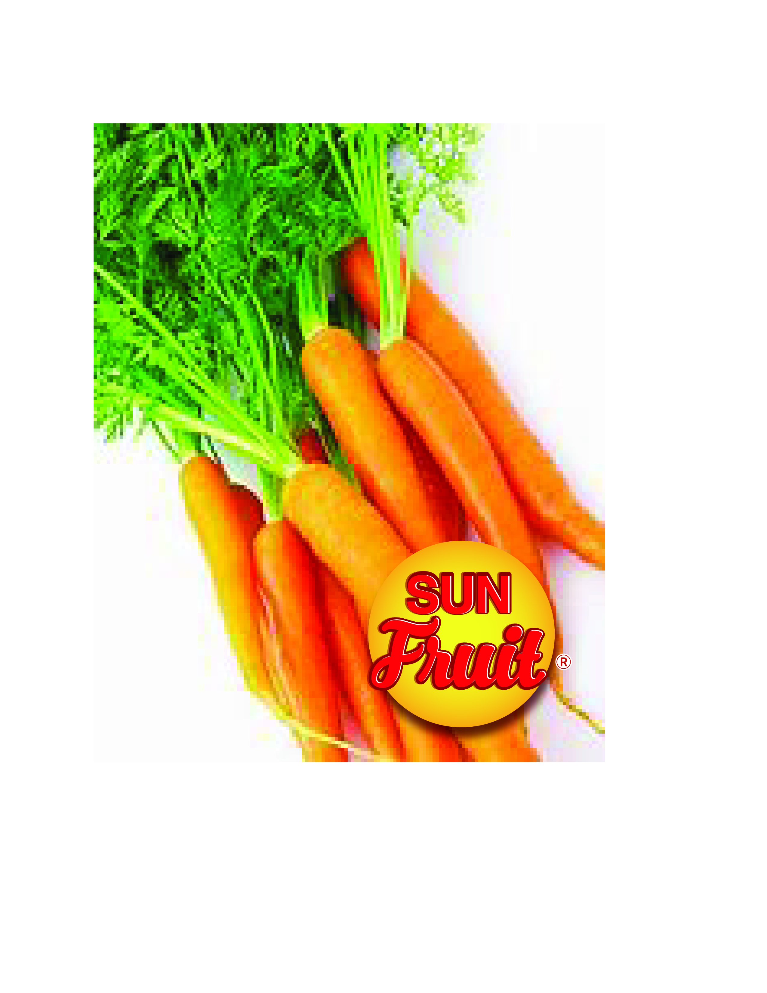 High quality fresh carrot fruits and vegetables (Certification: GAP...)
