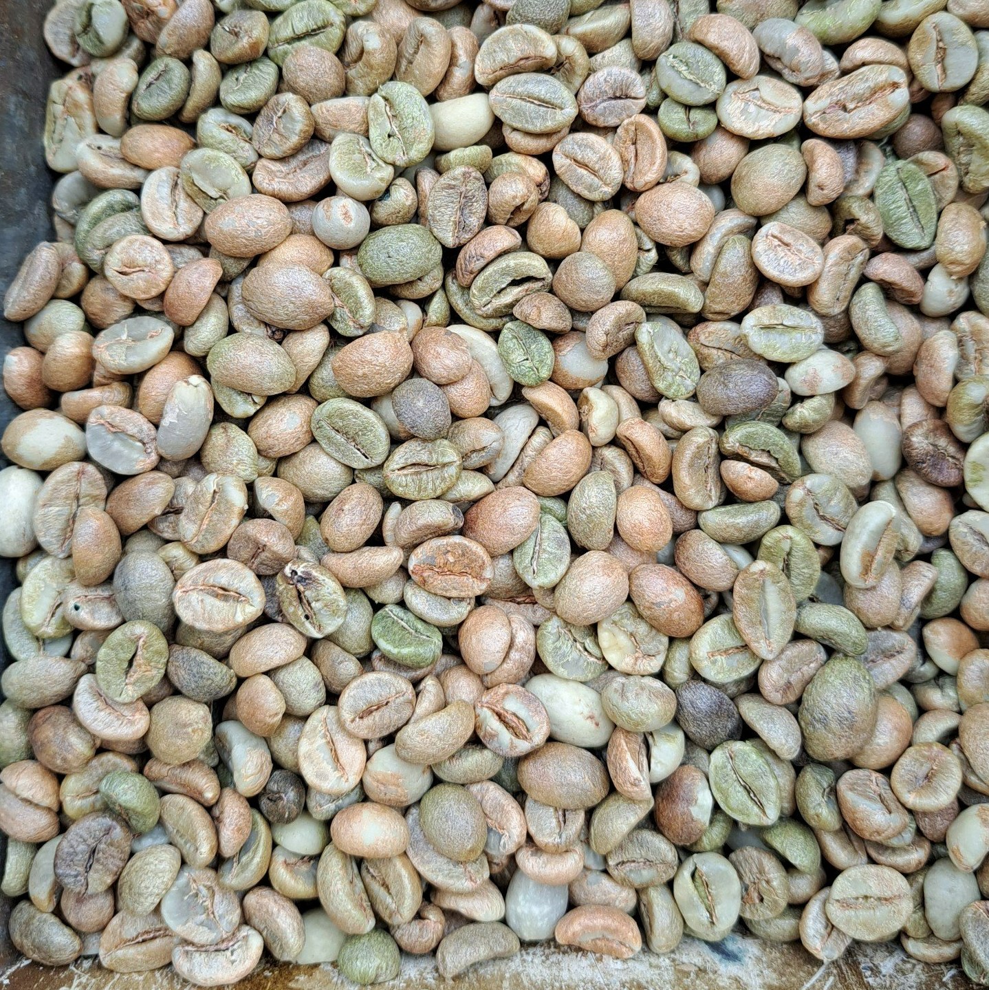 Кофейные зерна Robusta 1 класса вьетнамский Robusta, кофейные зерна, экран 18, экспортный стандарт