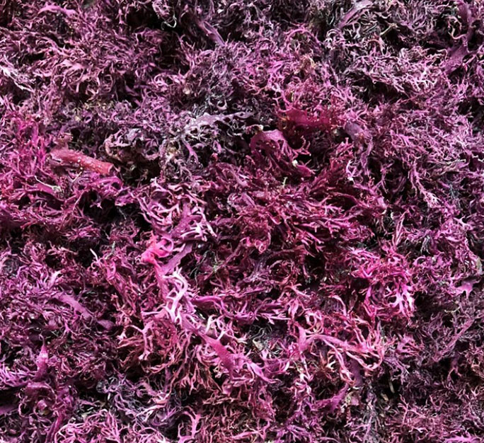 Белая морская водоросль Eucheuma Cottonii Anna