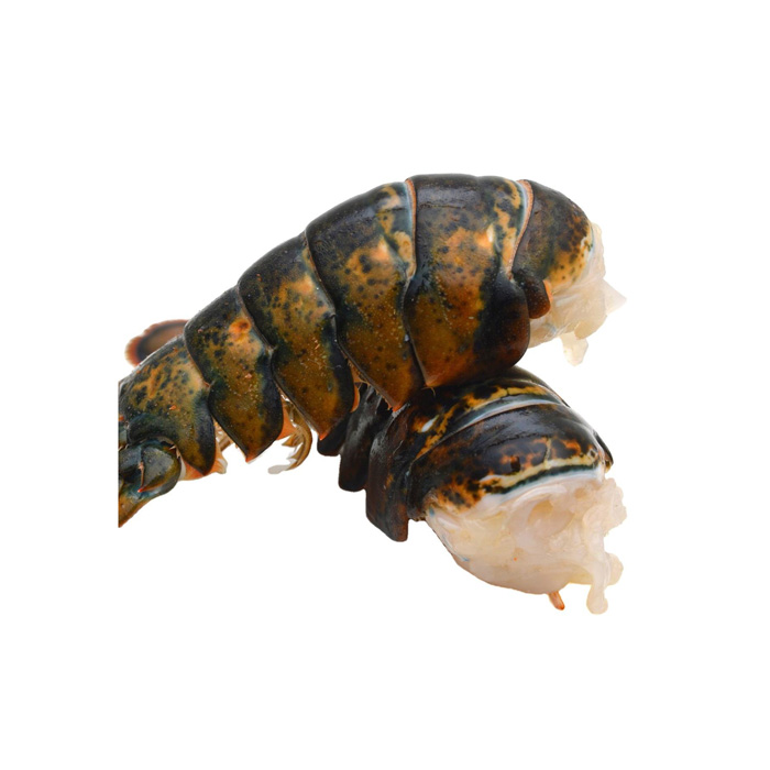 High Grade Live Lobster and Crayfish Available at Low Market Price