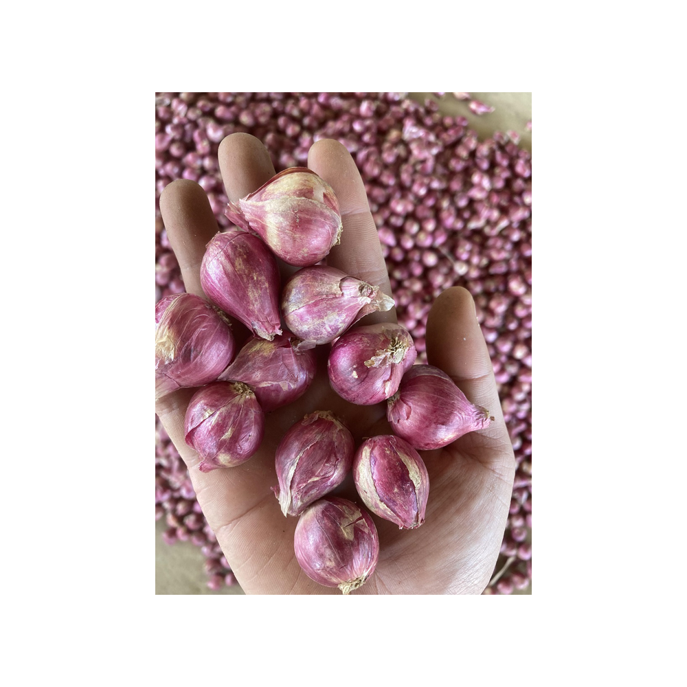 Бестселлер Bawang Kecil Siam тайские овощные свежие красные шалоты + 66934602728 луковая Сетчатая Сумка премиум класса из Таиланда