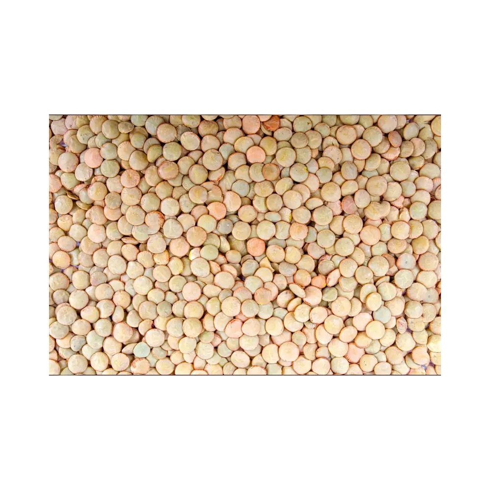 Hot Sale Lentils Beans with Low Price of Green Lentils 500 gr bags