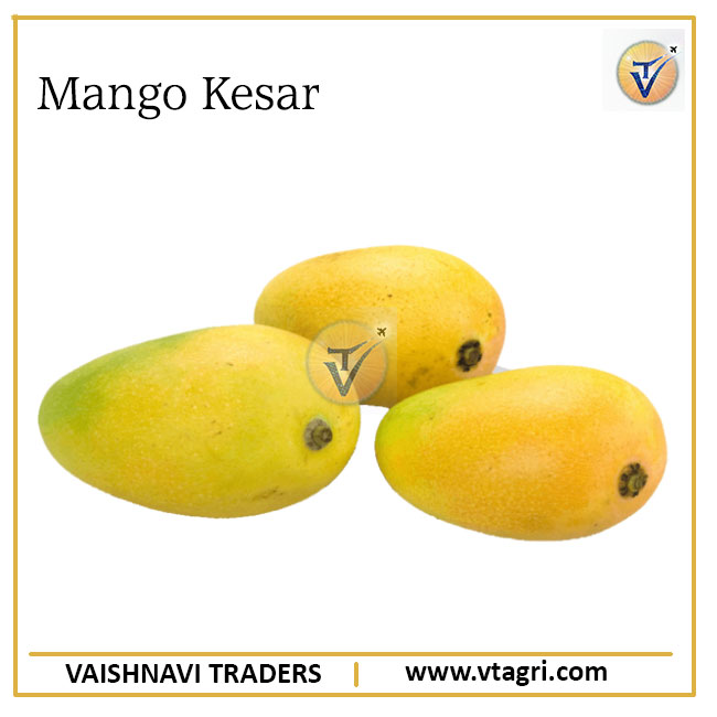 Экспортер манго Kesar, Индийское Манго Kesar, высокое качество, манго Kesar