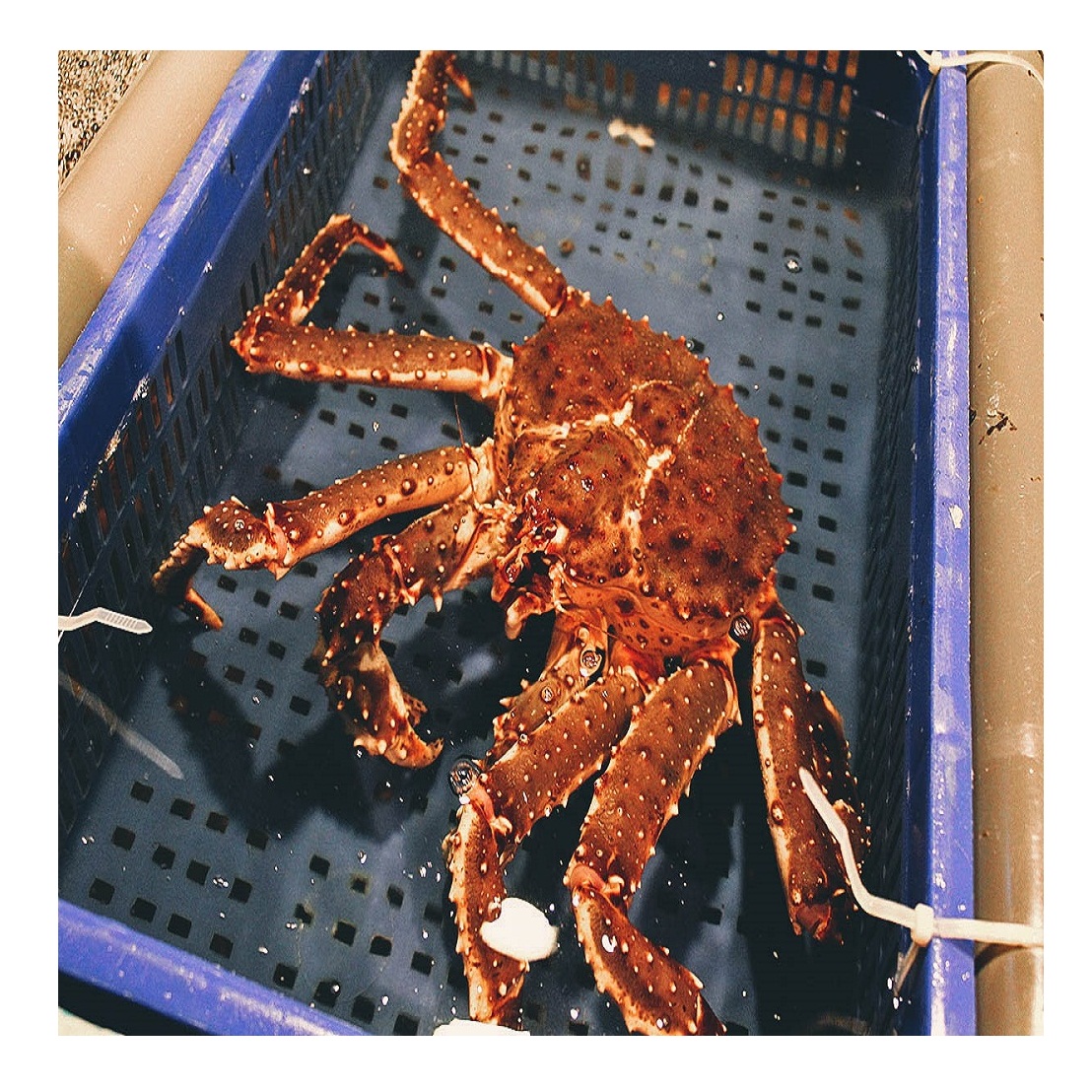 Живой Королевский краб, норвежский красный королевский краб, Королевский краб