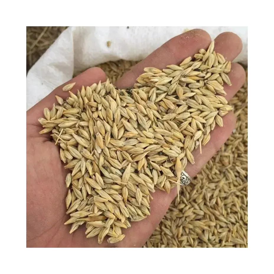 Bulk Sale Of High quality Barley Grains for animal feed barley Grains