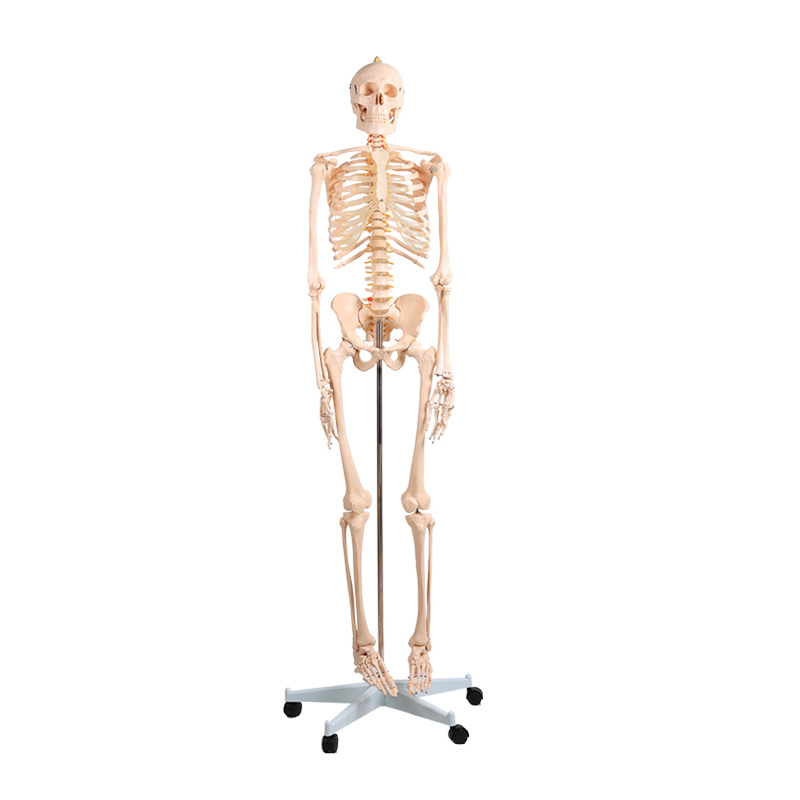 A1001 Human Anatomy Medical Science Life-size 180cm Tall Assemblable Skeleton Teaching Resources Model for Student Training