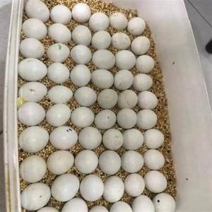 Factory price Chicken Eggs Eggs, Chicken Eggs