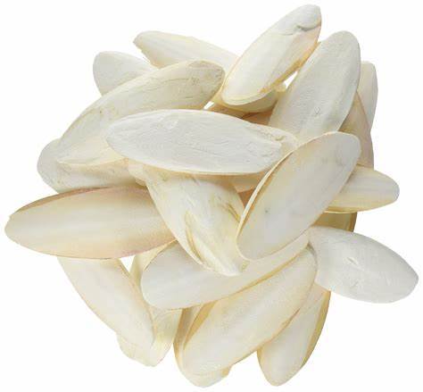 CUTTLEFISH BONE