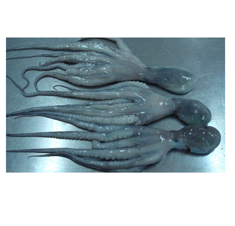Замороженный резанный кальмар, свежие морепродукты, оптовая продажа, высокое качество, сделано во Вьетнаме, разумная цена