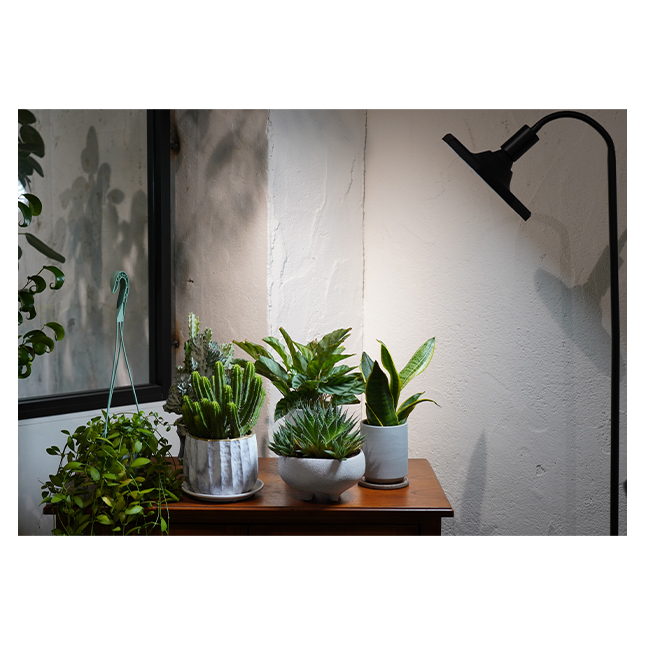 Perfect Class Good Graded ROKI 50W IP54 Wide Irradiations Light Octagonal Led Grow Lamp Indoor