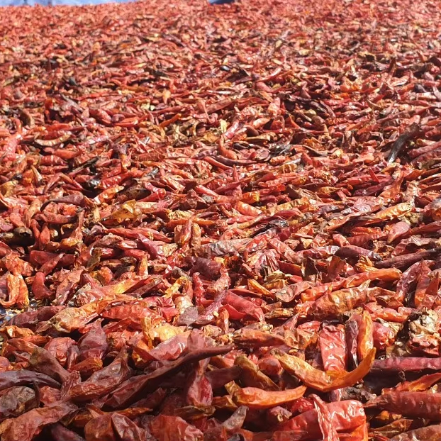 Premium Vietnamese Dried Chili - Authentic Flavor, Safe & Hygienic