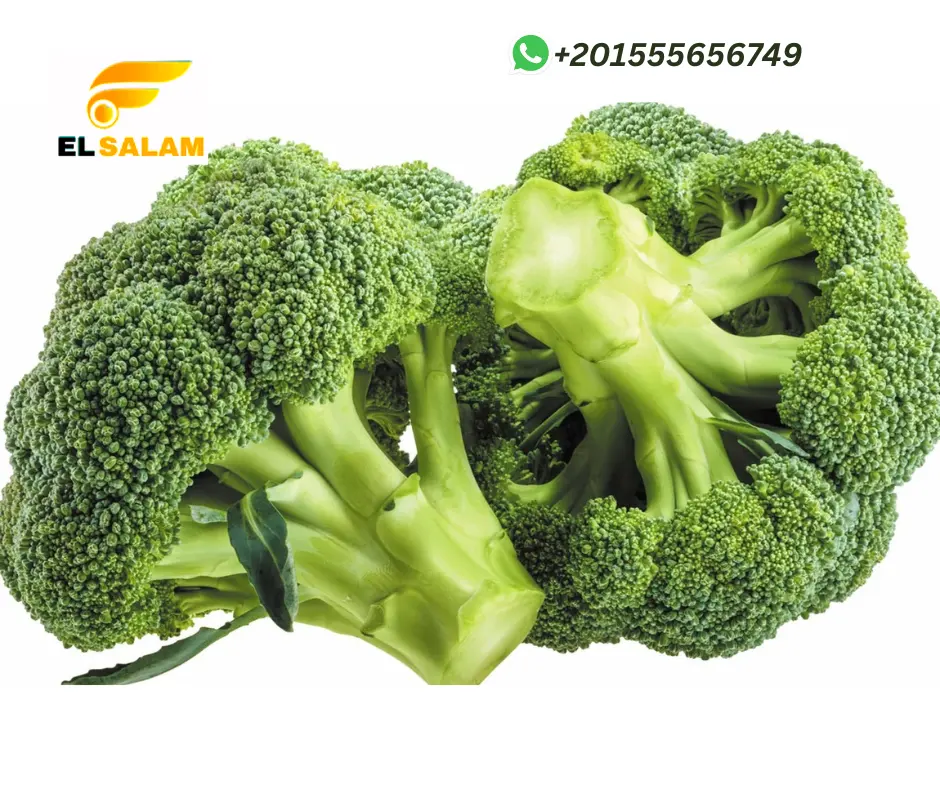 Fresh Broccoli Vegetable  for wholesale , High quality , competitive price and fast shipping to all countries of the world