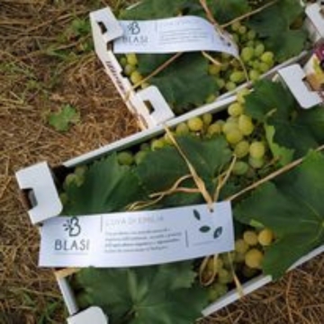 Top Quality Regal Grapes Organic Noble Nectar Grapes Reginone Table Grapes