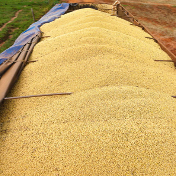 Лидер продаж, лучшее качество, африканское происхождение, без GMO, соевые бобы на экспорт