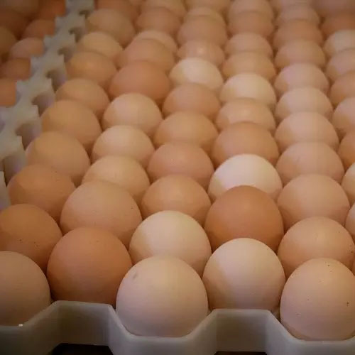 Оптовая продажа свежих коричневых куриных яиц