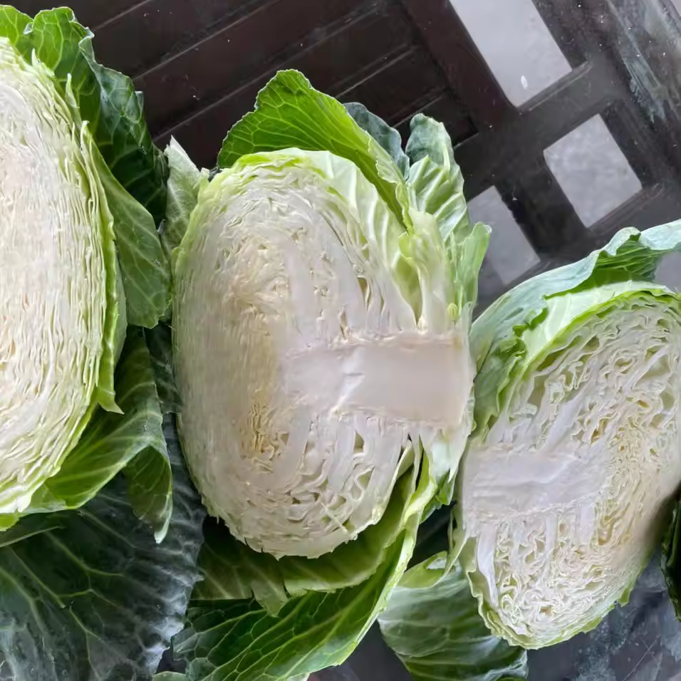 Vietnam origin LOW price cubes cuts frozen green fresh organic cabbage IQF freeze