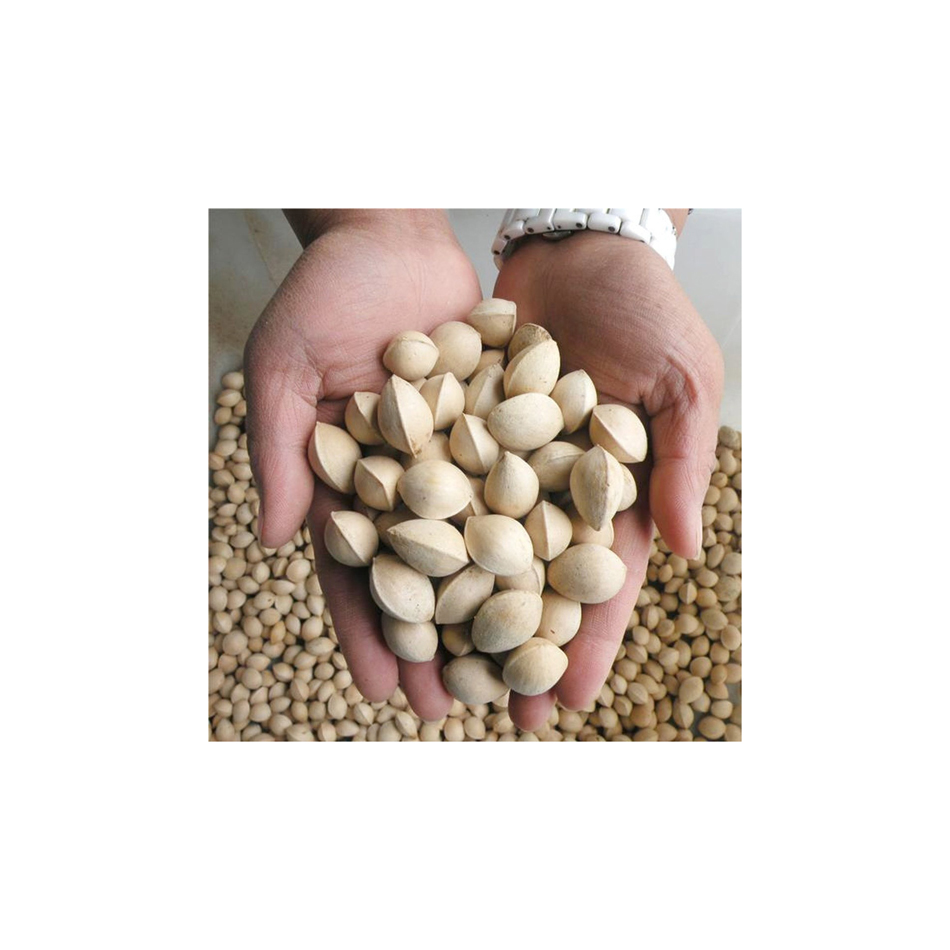 Yin xing bai guo raw whole dried ginkgo nut for herb