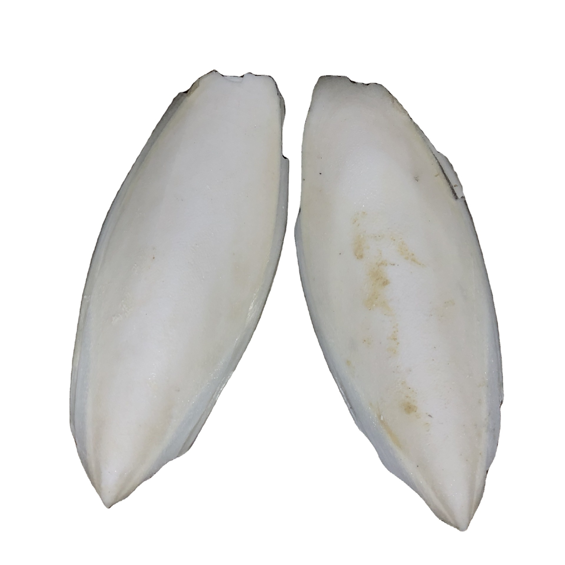 Viet Nam nature Dried Cuttlefish Bone High Quality Style Packaging Organic with Variety Size Nature form 15cm to 25cm