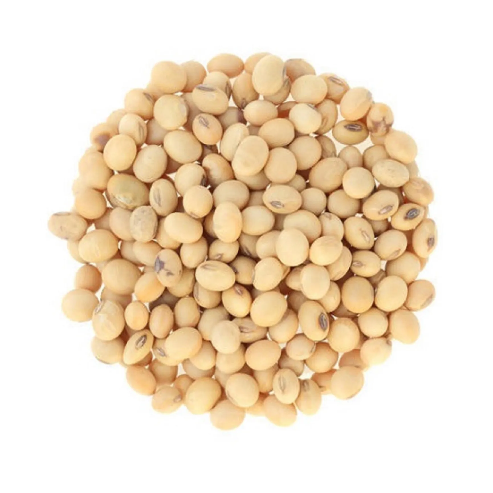Non Gmo Soybeans / Soya Beans Soy bean Seeds and Soya bean Seeds
