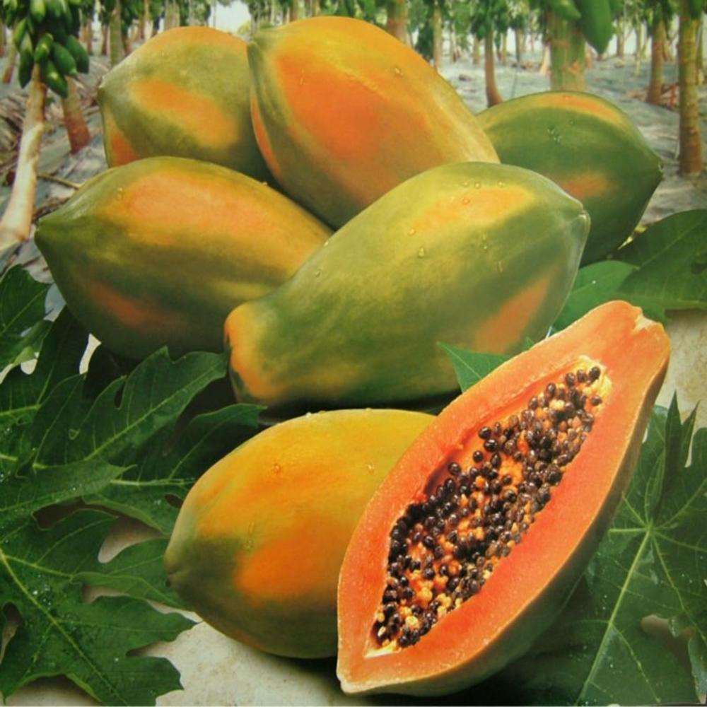 PREMIUM FRESH PAPAYA FRUIT