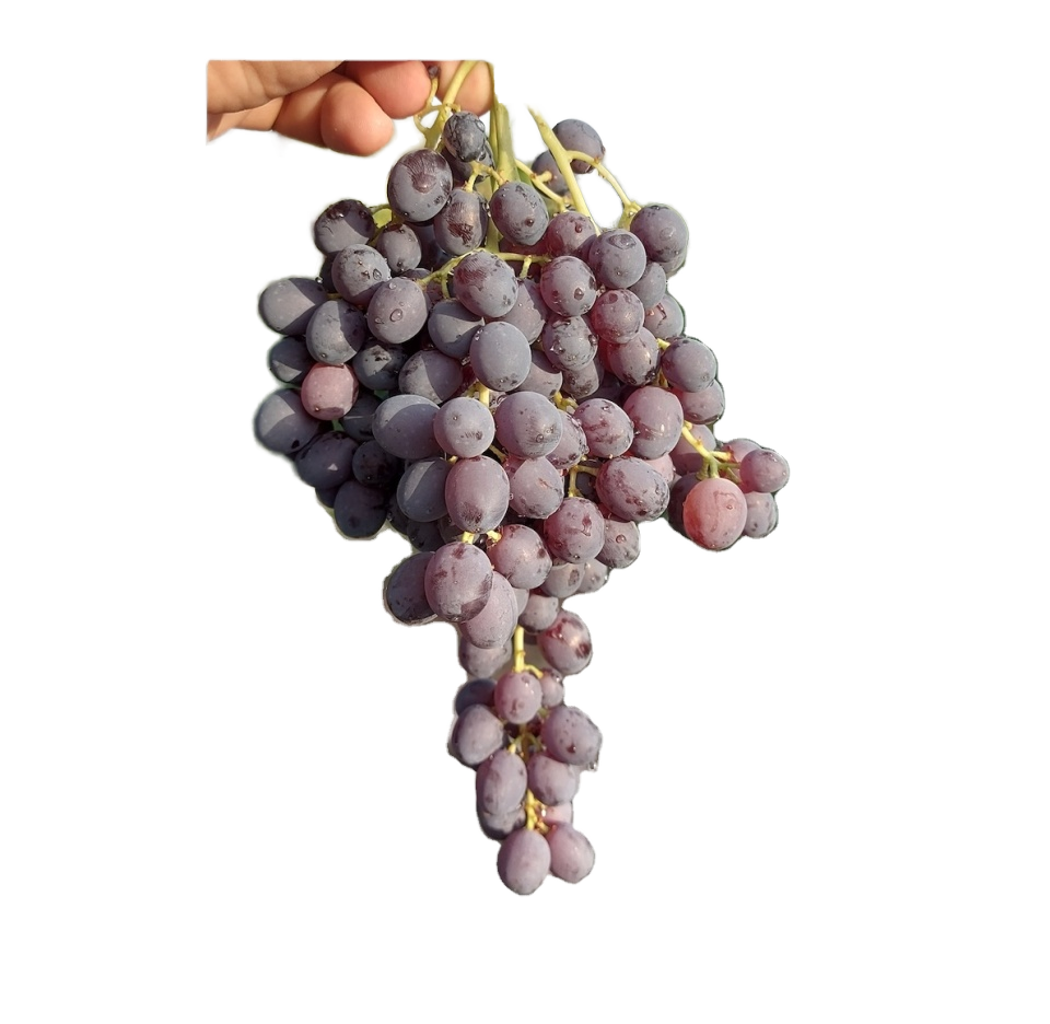 Sweet and Fresh Kishmish Seedless Grapes Natural Organic Green Fruit Delicious Organic Kishmish Seedless Grapes