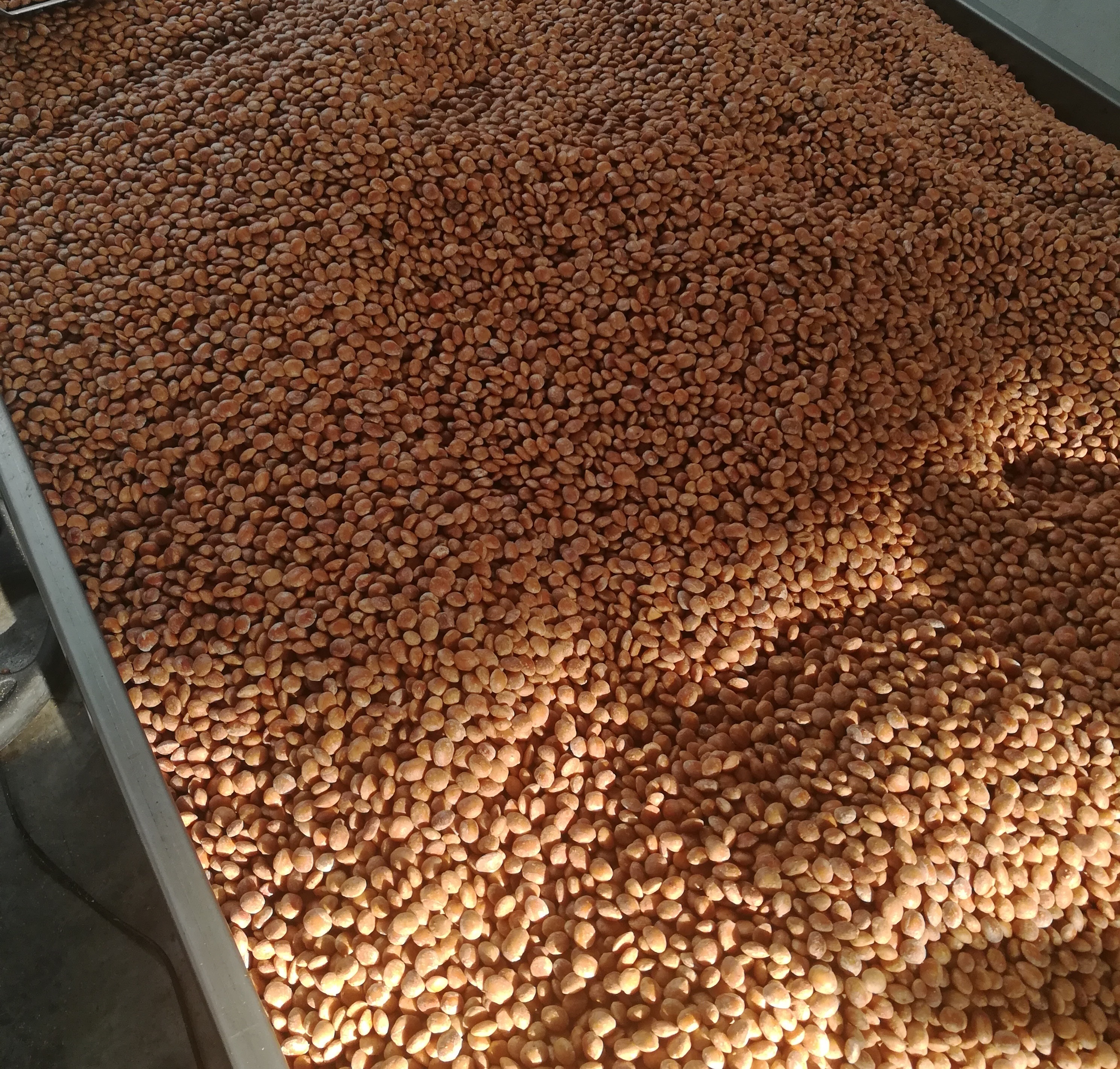 Sacha Inchi Seeds Wholesale - Inca Peanut - Peru Sacha Inchi