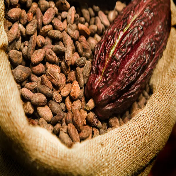 Raw Cocoa Beans, Cocoa Beans Suppliers, Manufacturers, Wholesalers Ready now