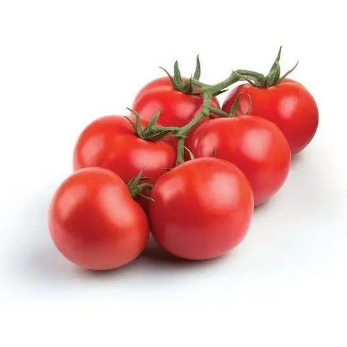 Good Quality Original low cost Fresh Beef Tomato / Cherry Tomato / Fresh Plum Tomatoes for Sale
